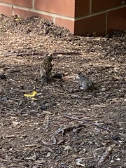 Passer domesticus