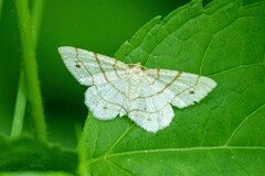 Trigrammia quadrinotaria