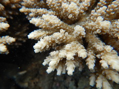 Acropora tenuis