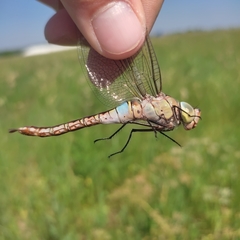 Anax parthenope