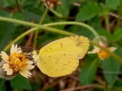 Eurema hecabe solifera