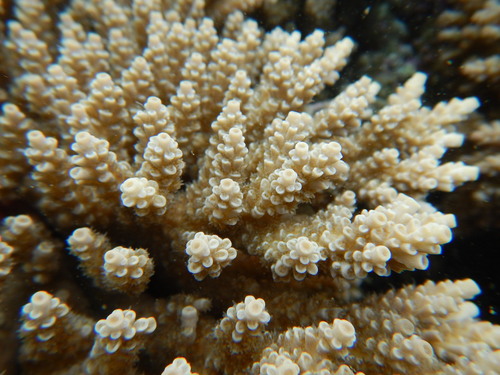 Acropora tenuis