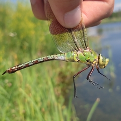 Anax imperator