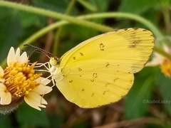 Eurema hecabe solifera
