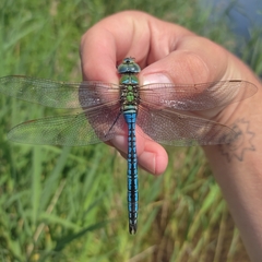 Anax imperator