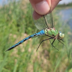Anax imperator