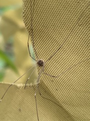 Rilaena triangularis