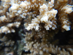 Acropora tenuis