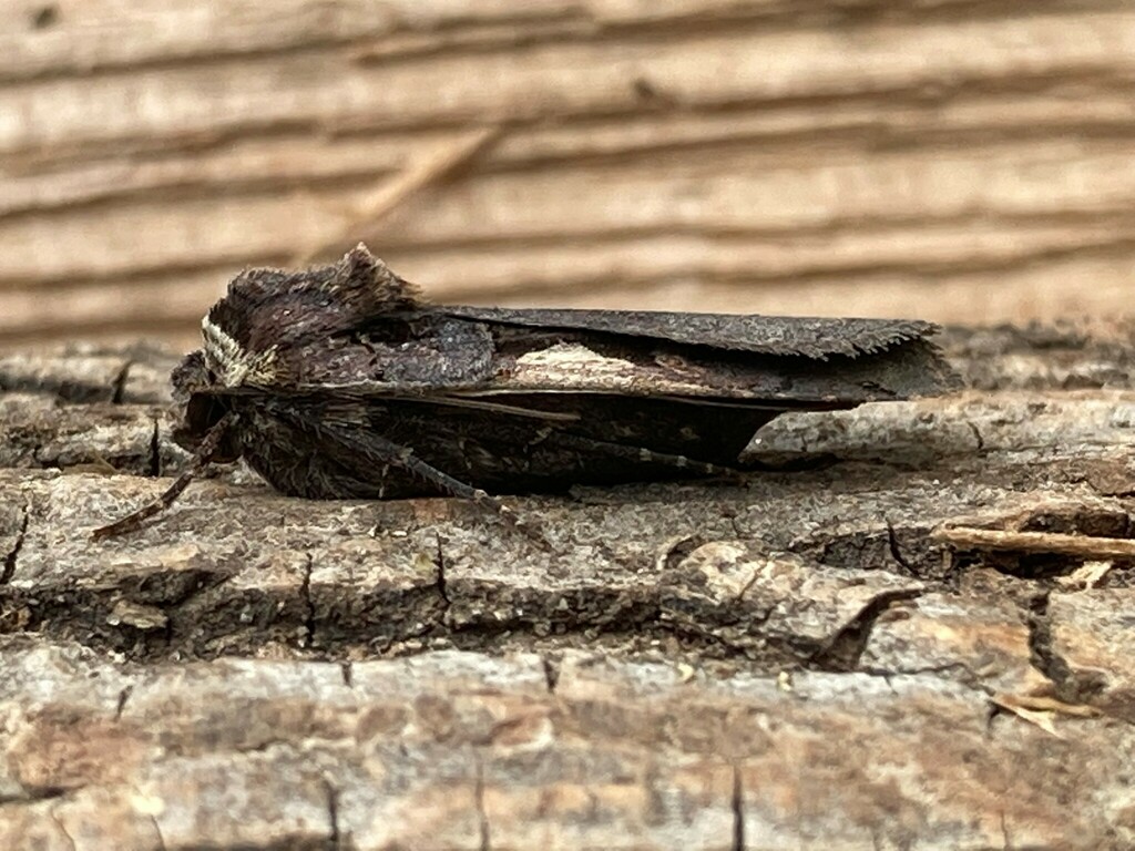 Greater Blackletter Dart from Kitchener on June 26, 2022 at 1249 PM