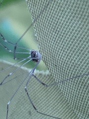 Rilaena triangularis