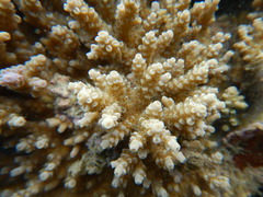 Acropora tenuis