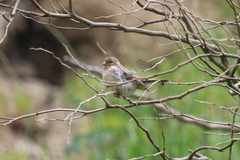 Serinus canaria canaria