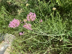 Centranthus angustifolius