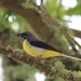 Azores Grey Wagtail - Photo (c) Vasco Duarte, some rights reserved (CC BY-NC), uploaded by Vasco Duarte