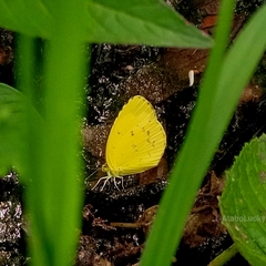 Eurema hecabe solifera