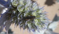 Stenostoma rostratum