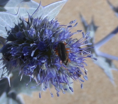 Stenostoma rostratum