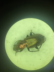 Agonum cupreum
