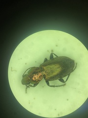 Agonum cupreum