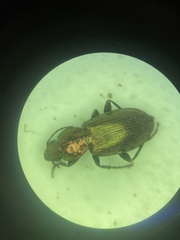 Agonum cupreum