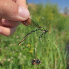 Calopteryx splendens
