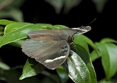 Euphaedra medon