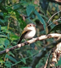 Poecilotriccus plumbeiceps