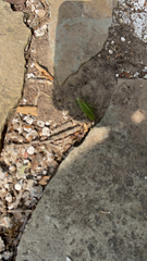 Pterophylla camellifolia