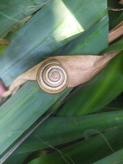 Caucasotachea vindobonensis