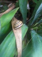 Caucasotachea vindobonensis