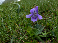 Viola pyrenaica