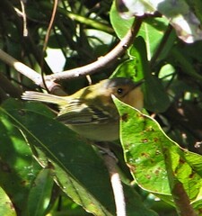 Poecilotriccus plumbeiceps