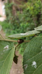 Calligrapha multipustulata