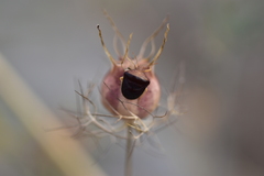 Ventocoris rusticus