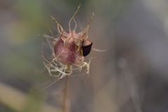 Ventocoris rusticus