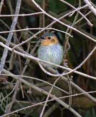 Poecilotriccus plumbeiceps