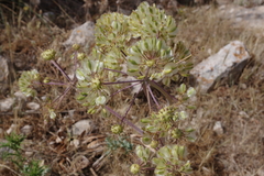 Thapsia garganica