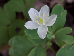 Isopyrum thalictroides