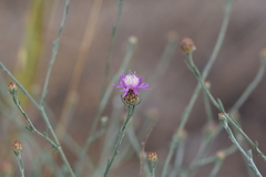 Centaurea glaberrima