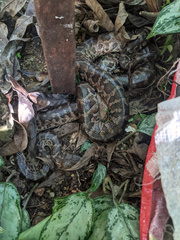 Chilabothrus striatus