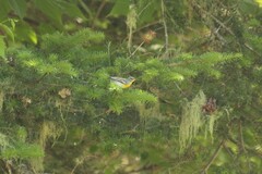 Setophaga americana image