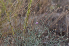 Centaurea glaberrima