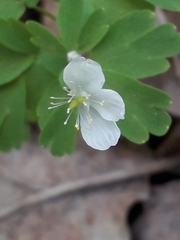 Isopyrum thalictroides