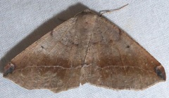 Prochoerodes forficaria