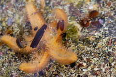 Anasterias antarctica