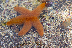 Anasterias antarctica
