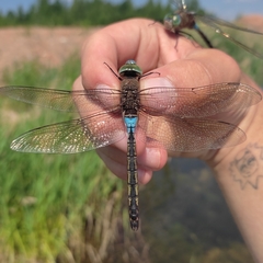 Anax parthenope