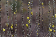 Verbascum undulatum