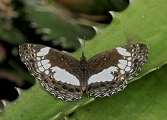 Neptidopsis ophione