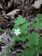 Isopyrum thalictroides